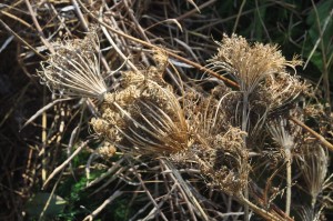 Seed heads on the compost pile 