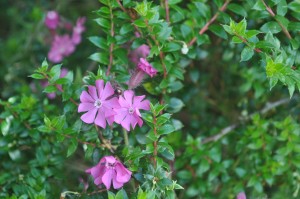 Red Campion makes itself at home 